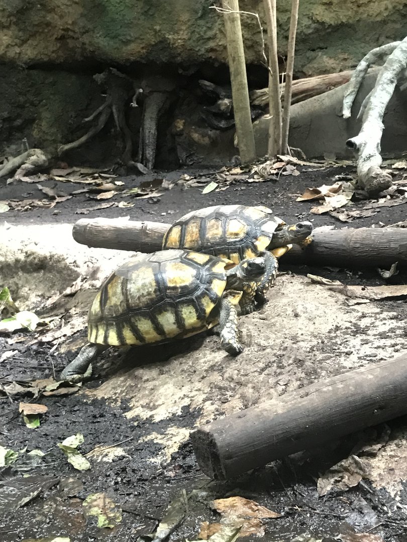 Yellow-footed tortoise