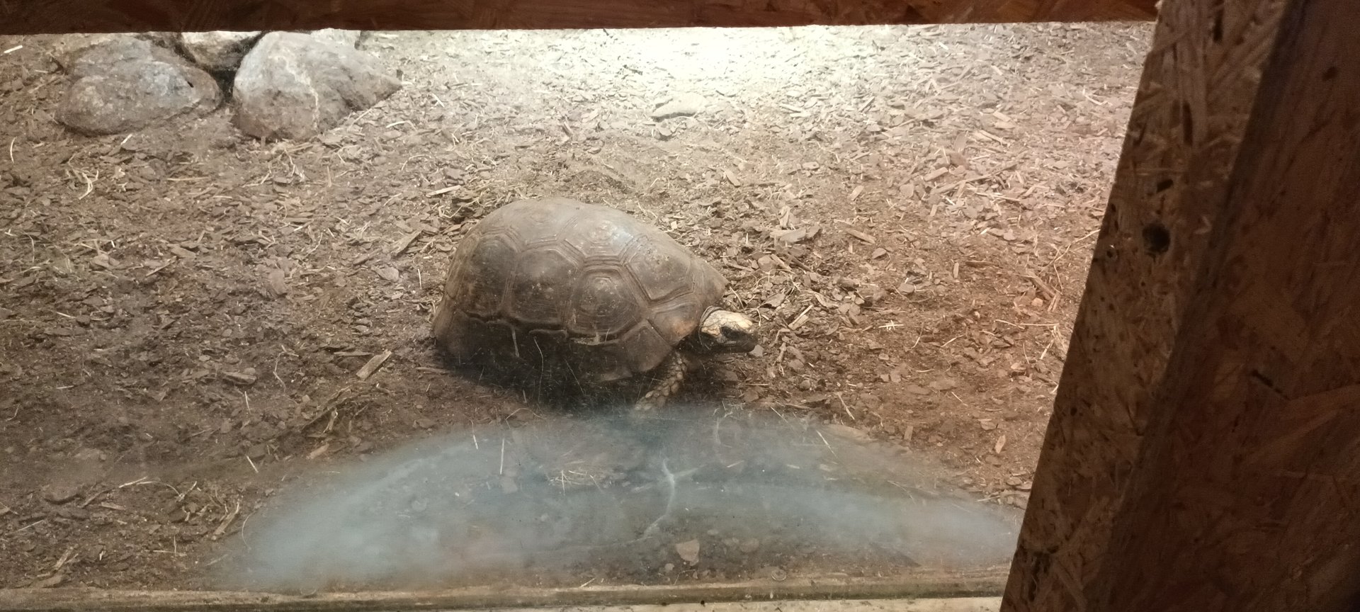 Yellow footed Tortoise