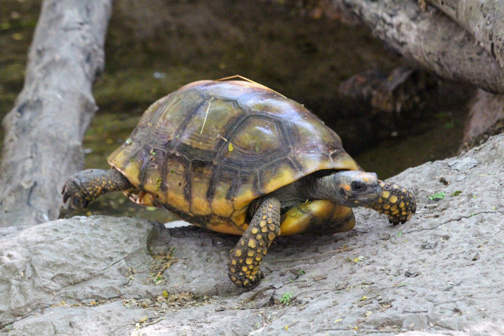 Yellow-footed Tortoise