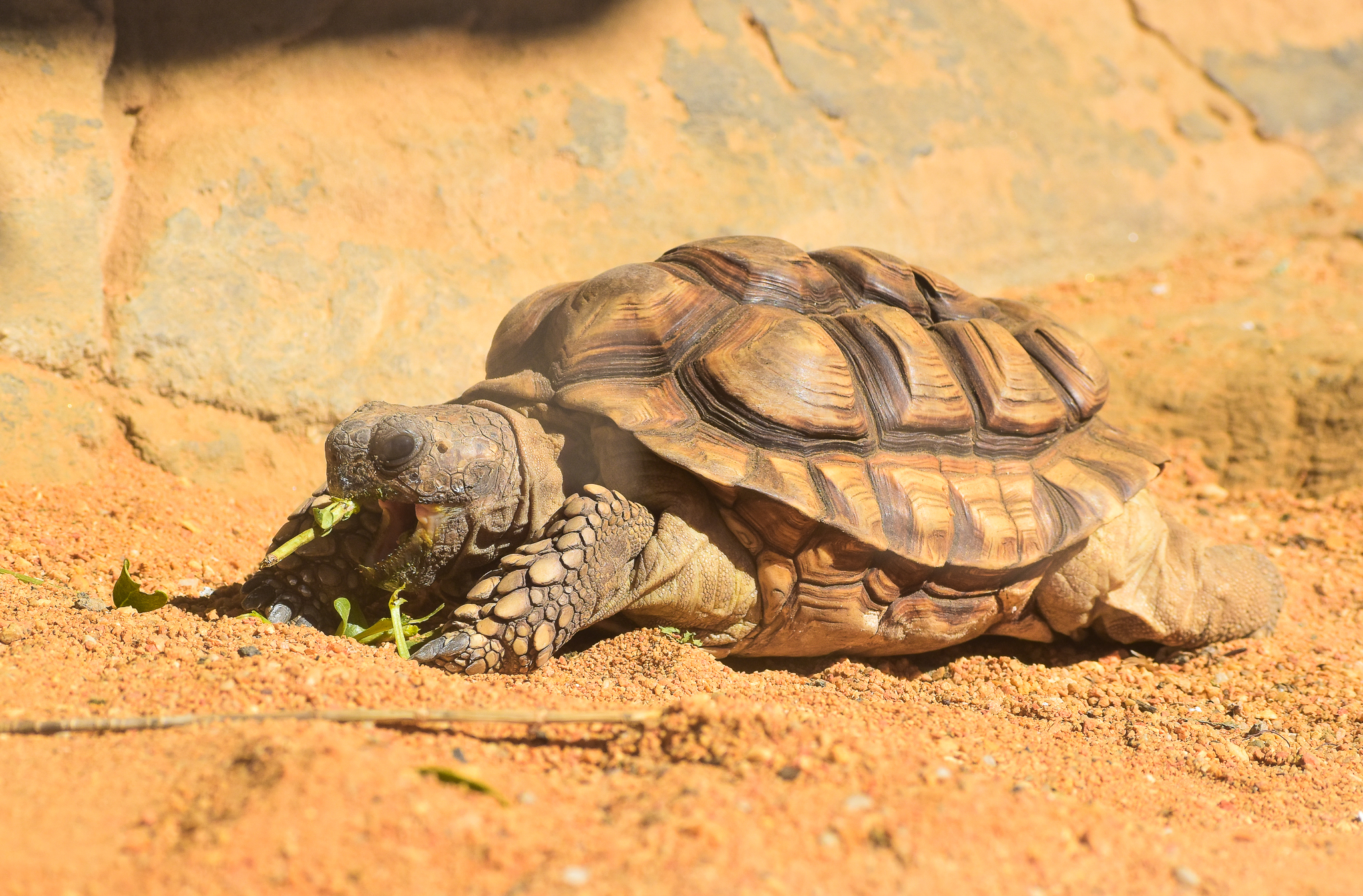 Yellow-footed Tortoise