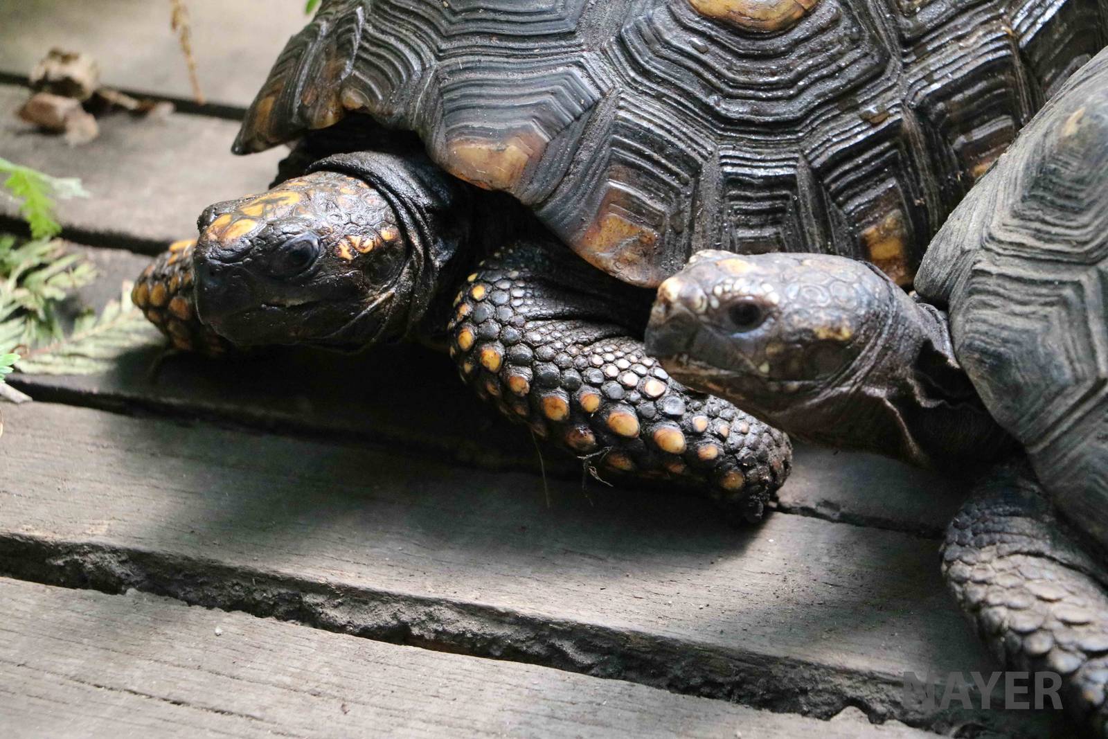 Yellow-footed tortoises - Bioparque la Reserva, March 2016