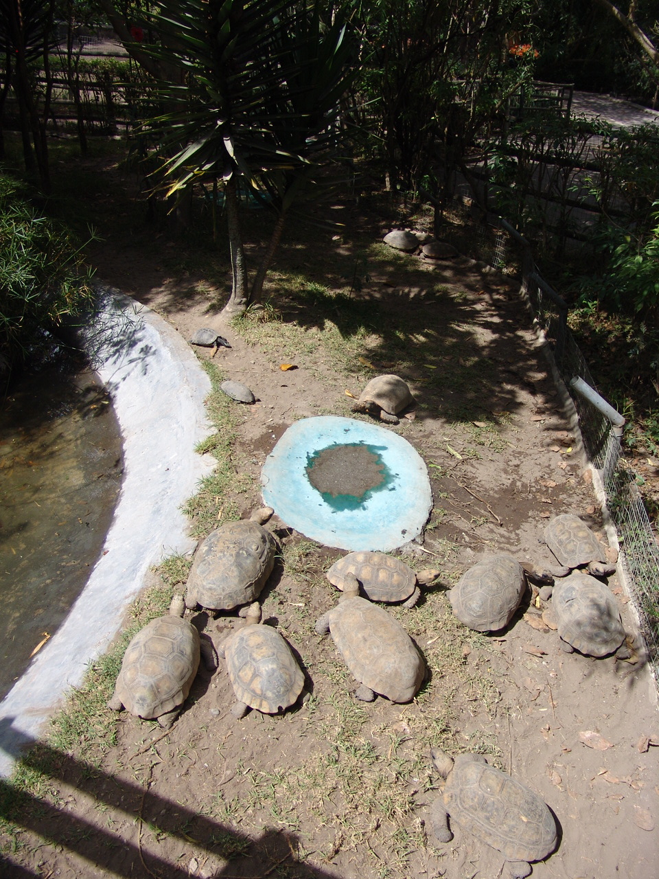 Yellow-footed Tortoise's (Chelonoidis denticulata) exhibit