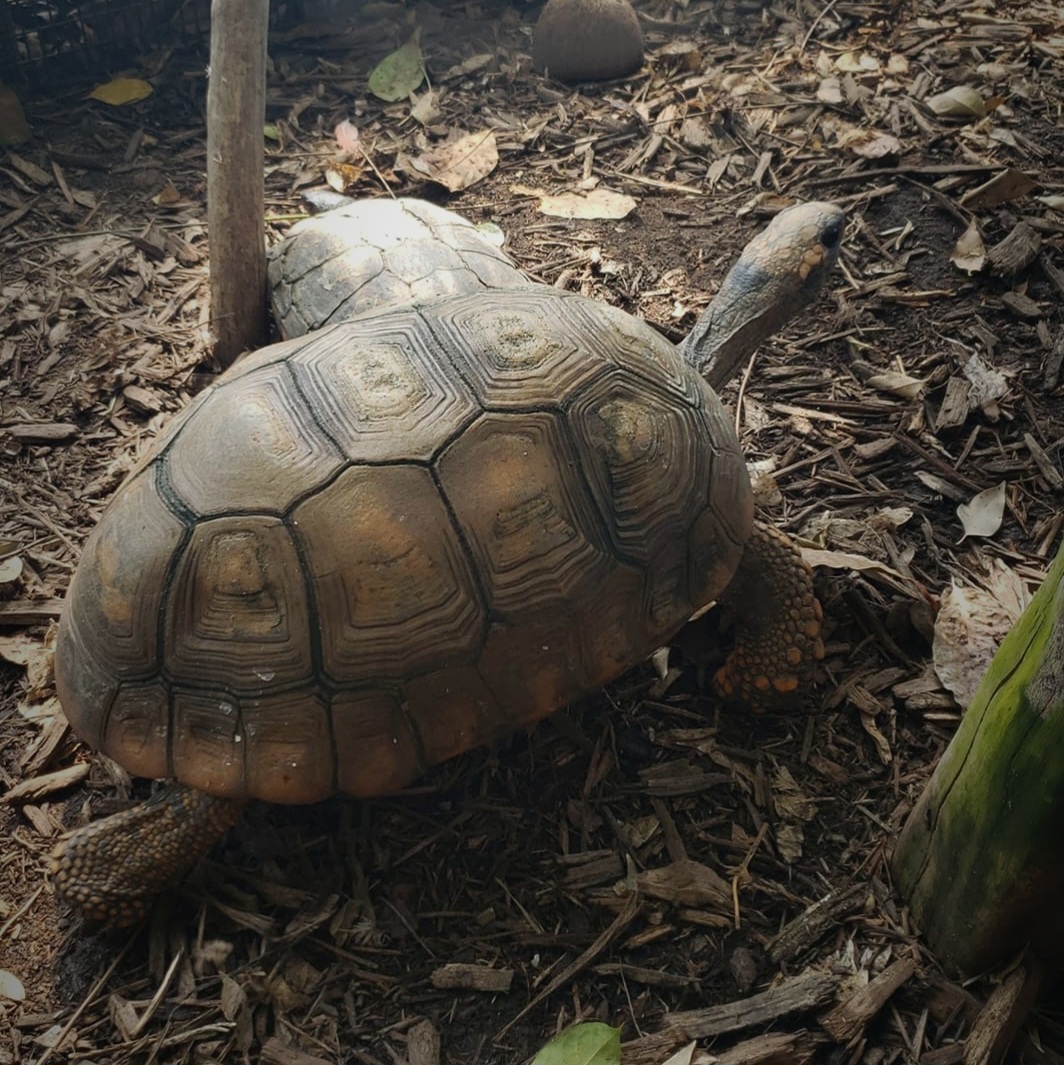 Yellow-Footed Tortoises (Chelonoidis denticulatus)