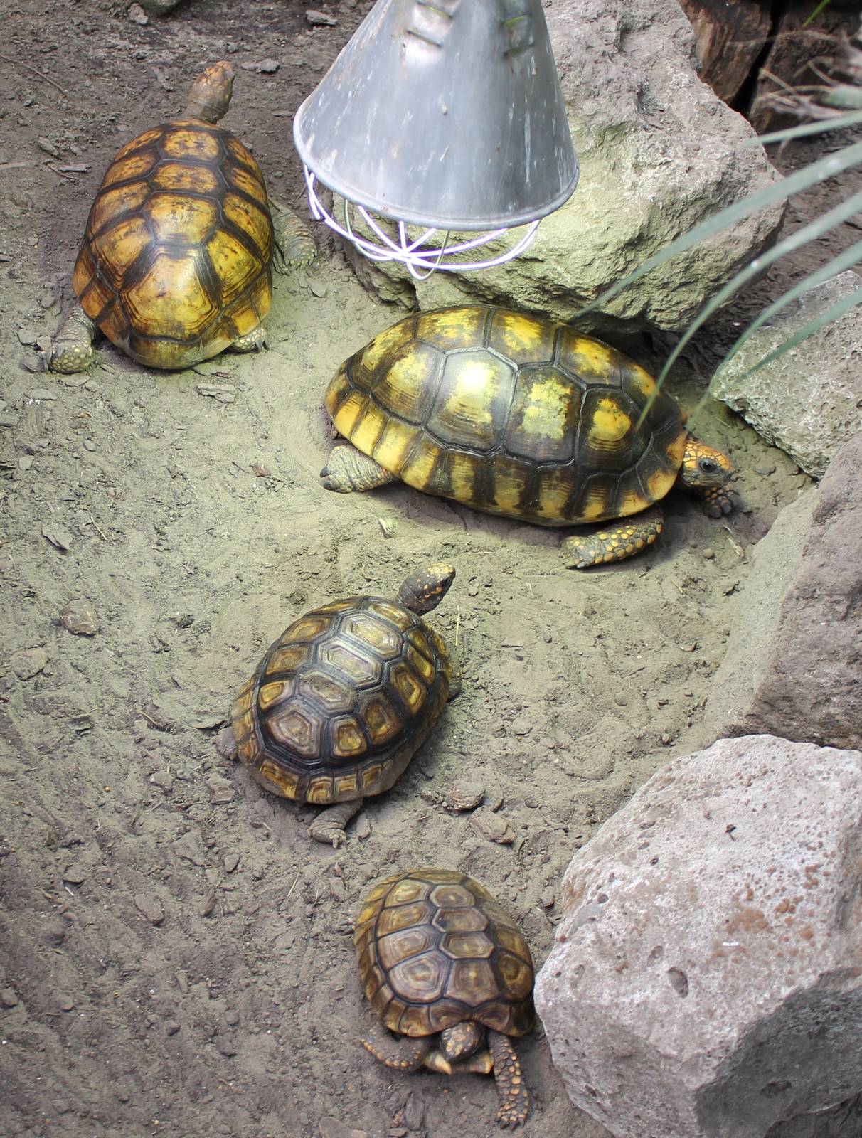 Yellow-footed tortoises - different sizes and ages