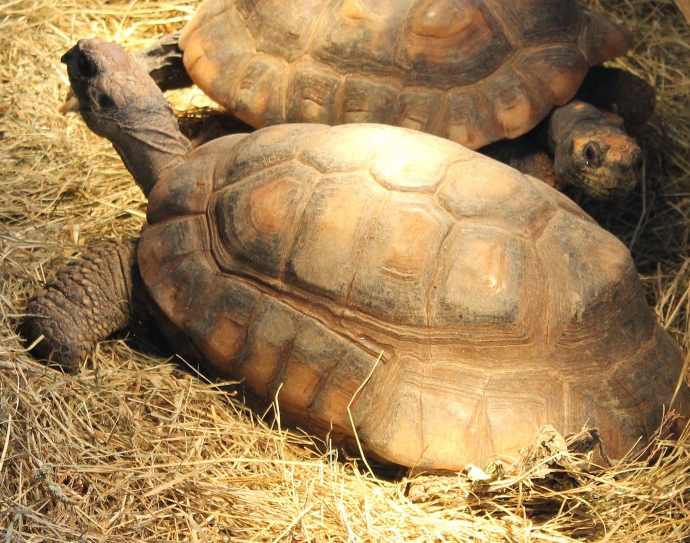 Yellow-footed tortoises