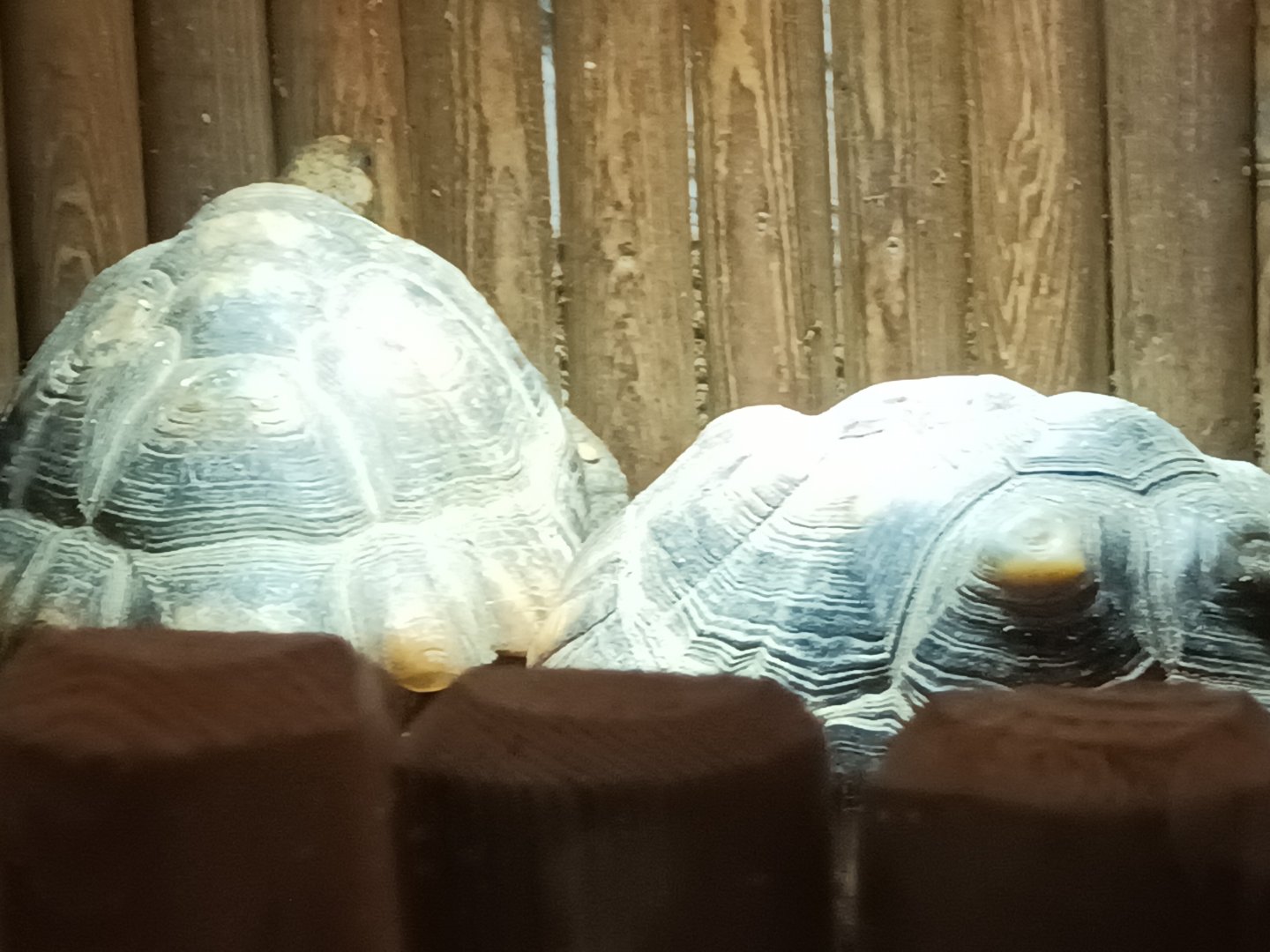 Yellow footed Tortoises