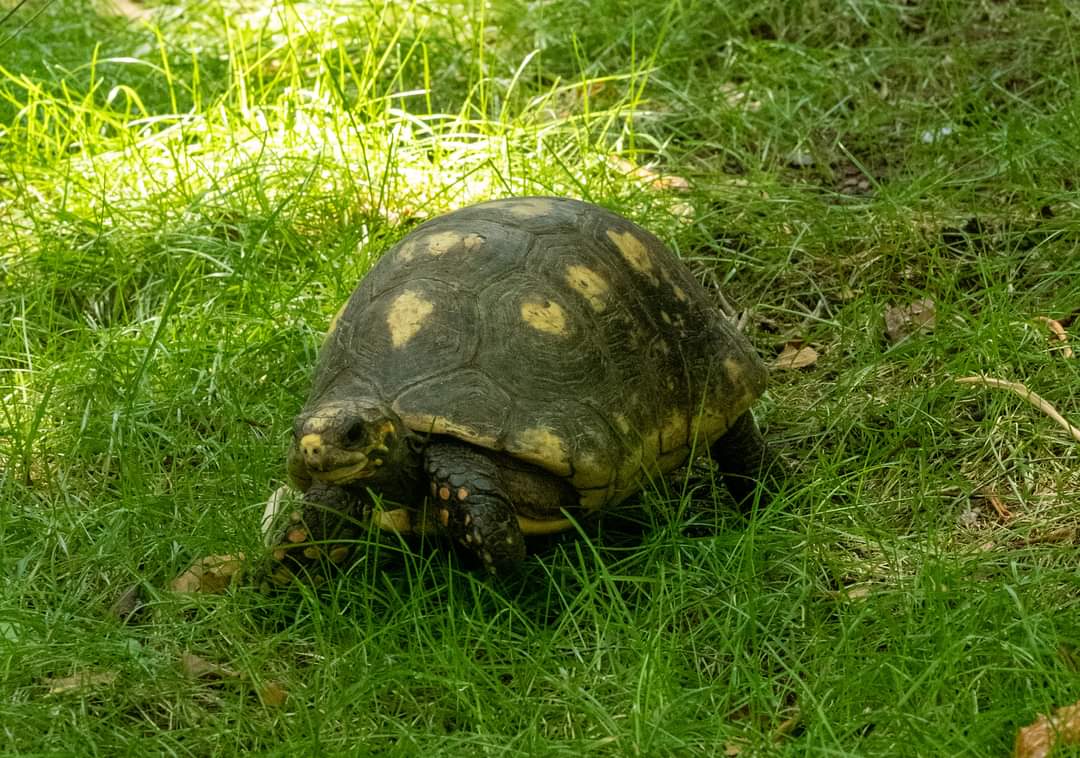 Yellow Footed Tortoises