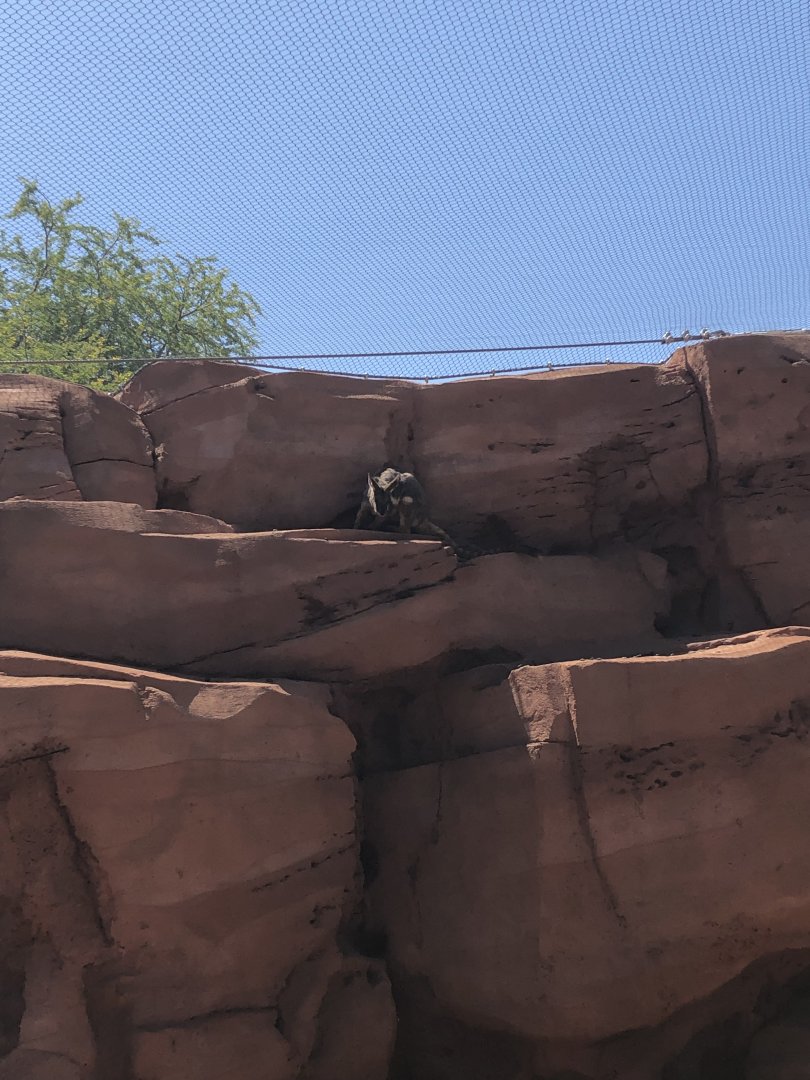 Yellow-footed Wallabies