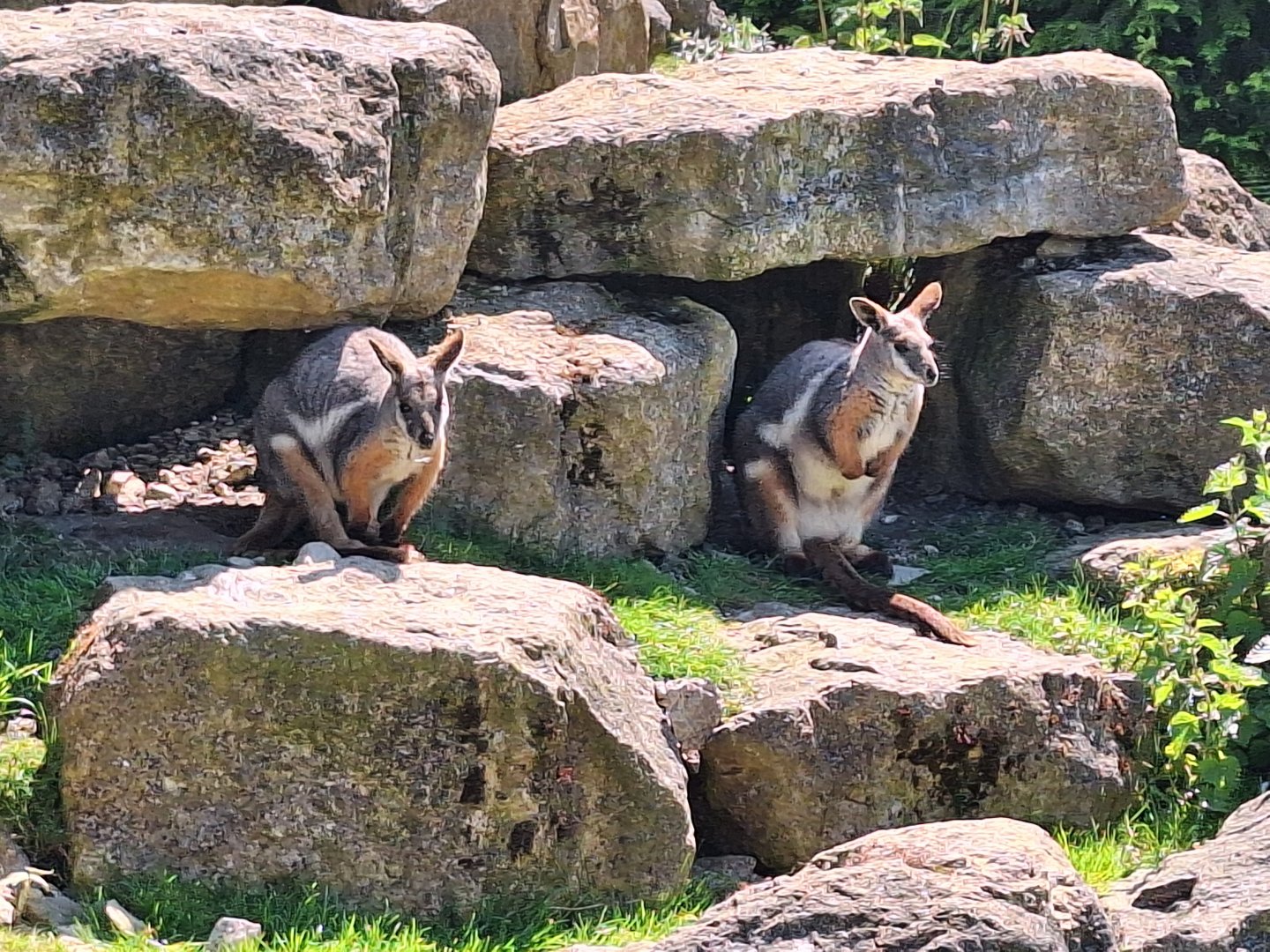 Yellow-footed Wallabies