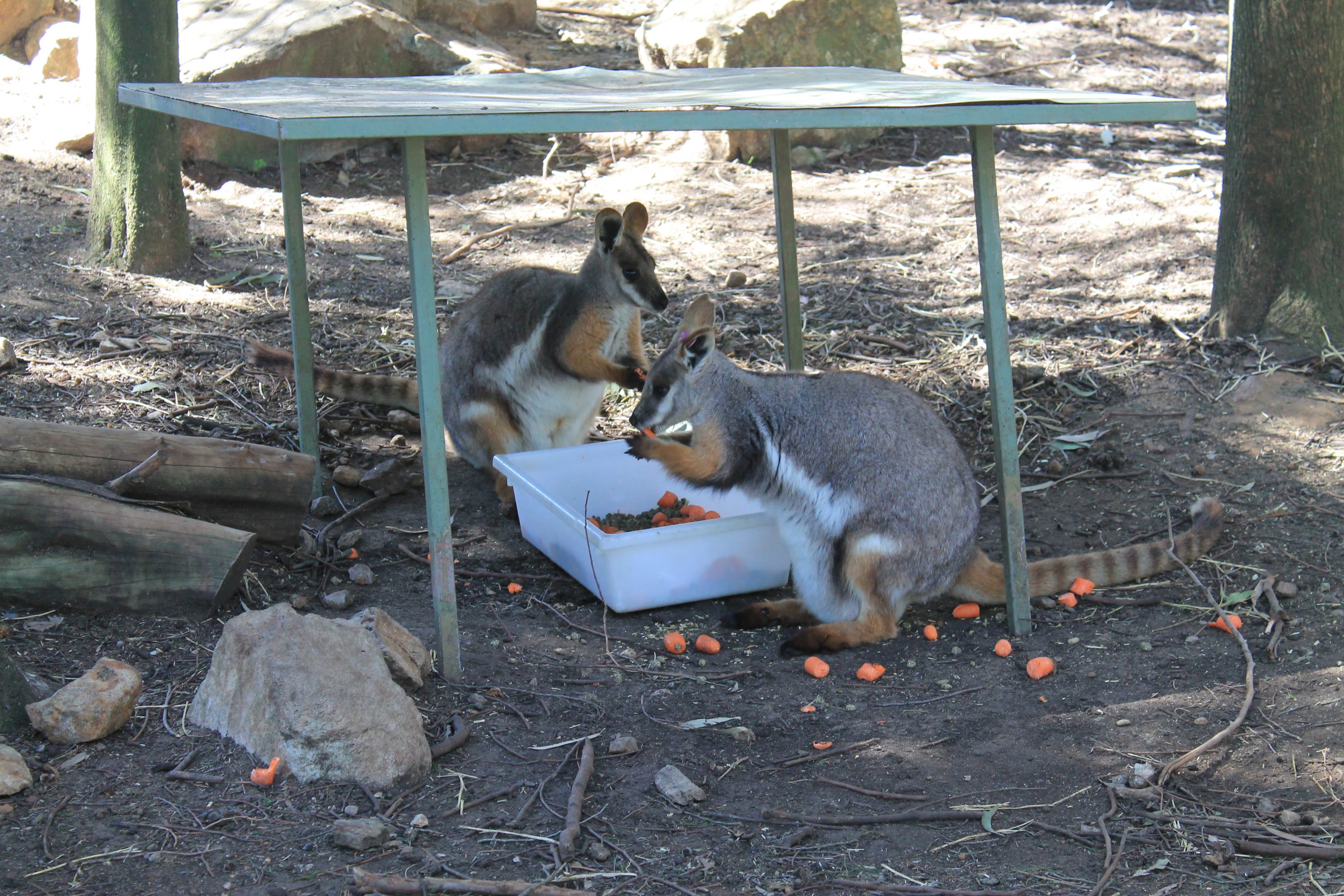 Yellow-footed Wallabies