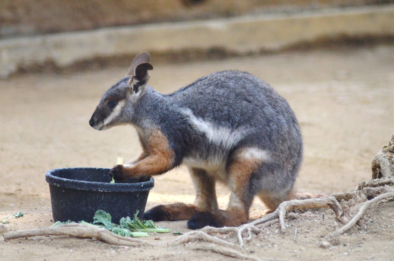 Yellow-footed Wallaby