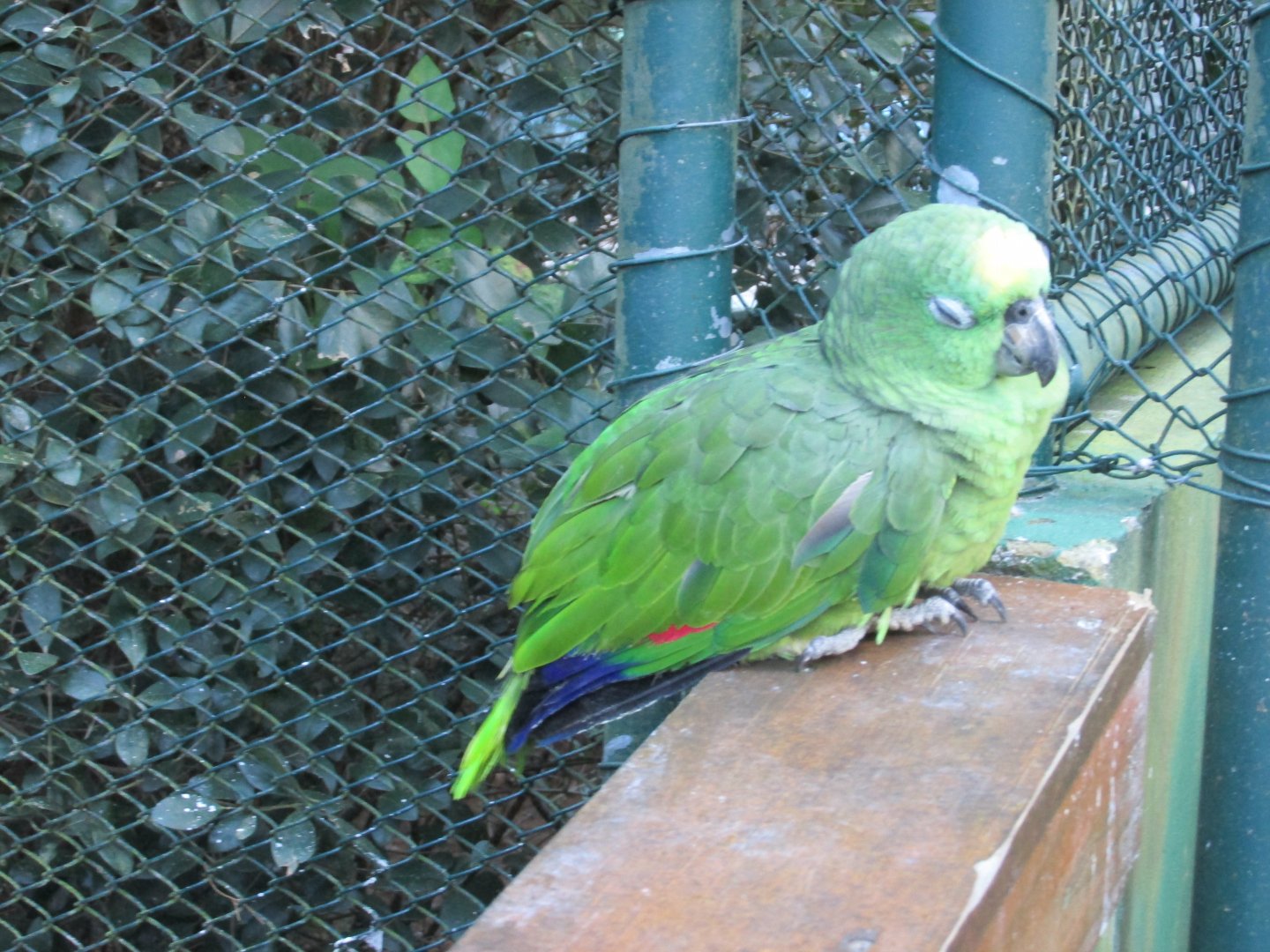 yellow fronted amazon parrot