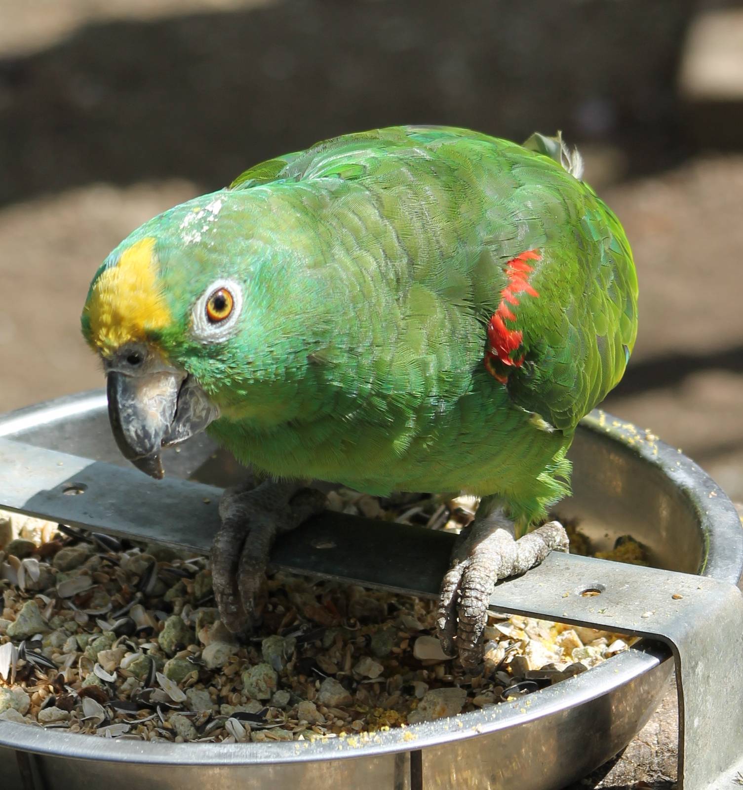 Yellow-fronted amazon ssp
