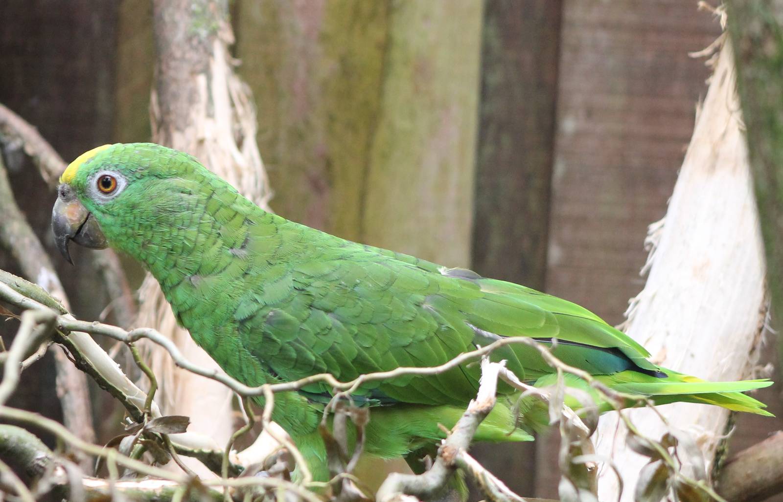 Yellow-fronted amazon
