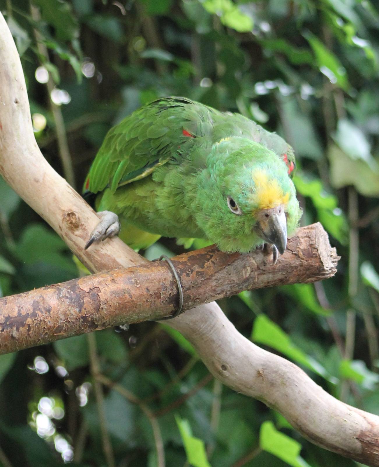 Yellow fronted amazon