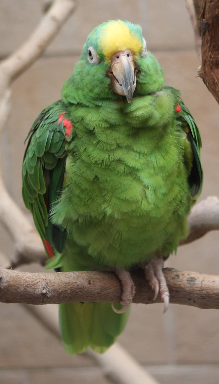 Yellow-fronted amazon