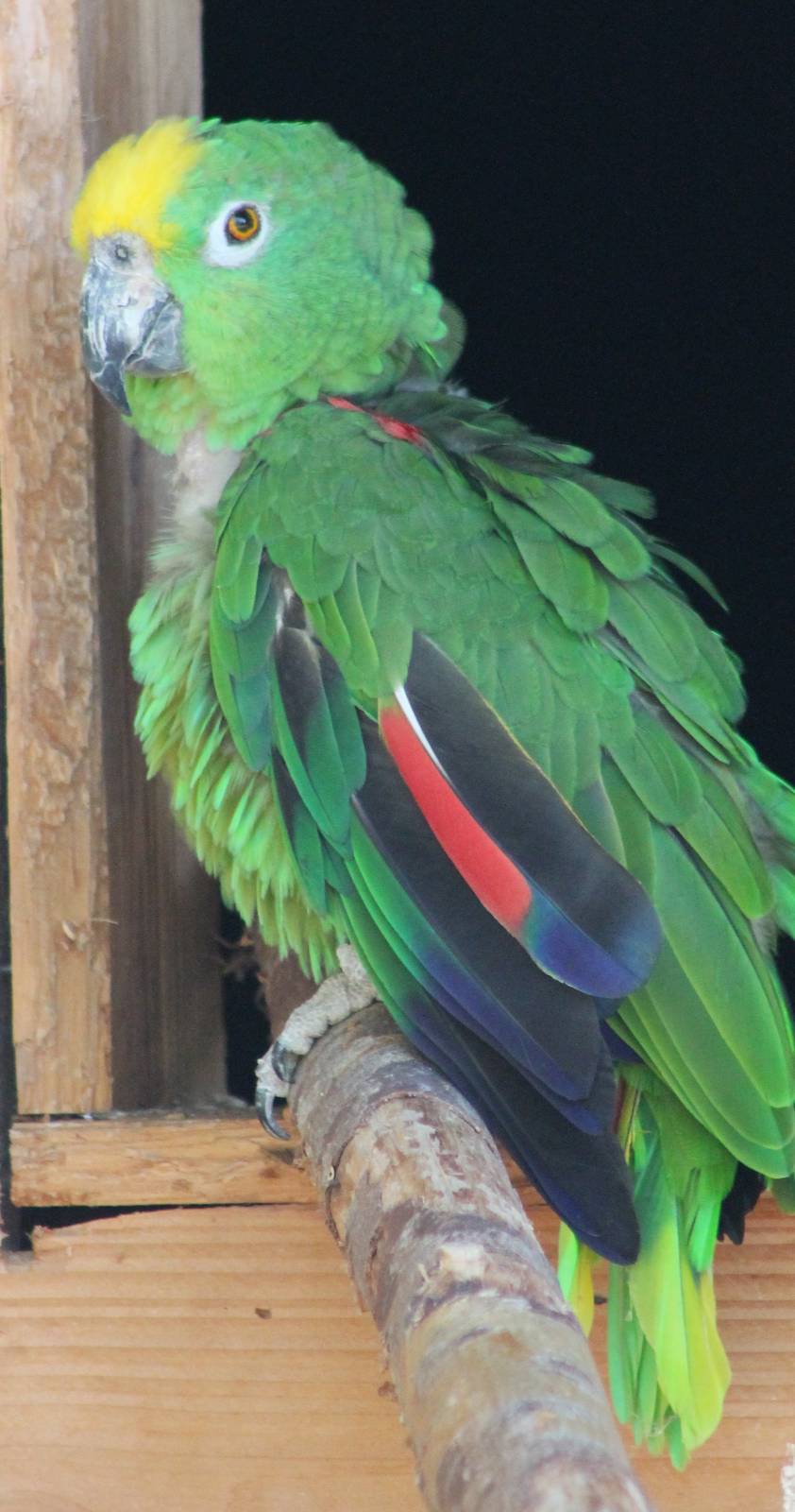 Yellow-fronted amazon