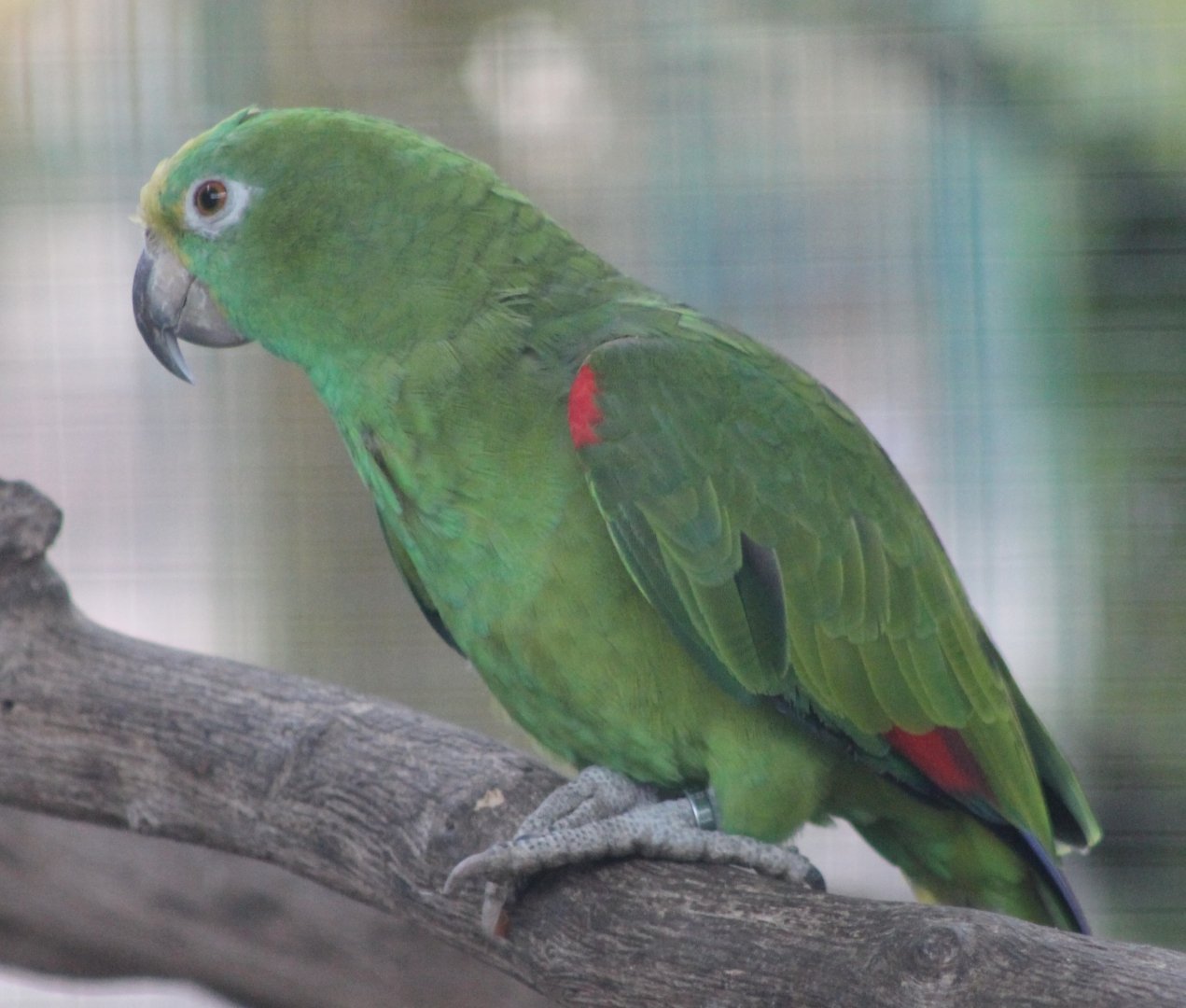 Yellow-fronted amazon