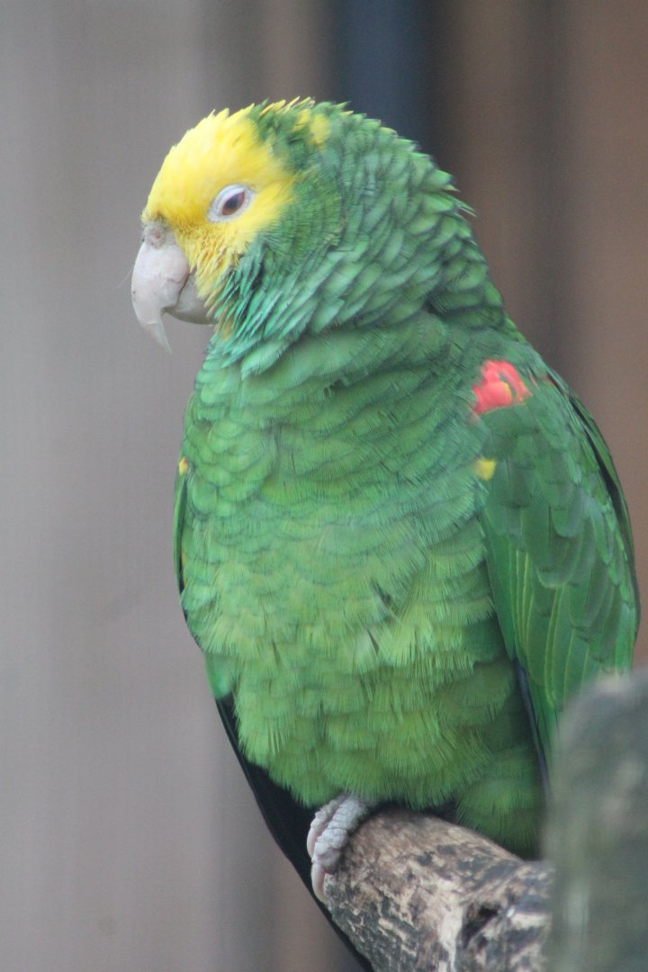 Yellow-fronted amazon