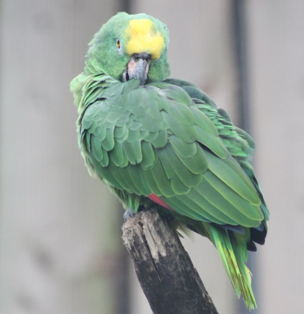 Yellow-fronted amazon