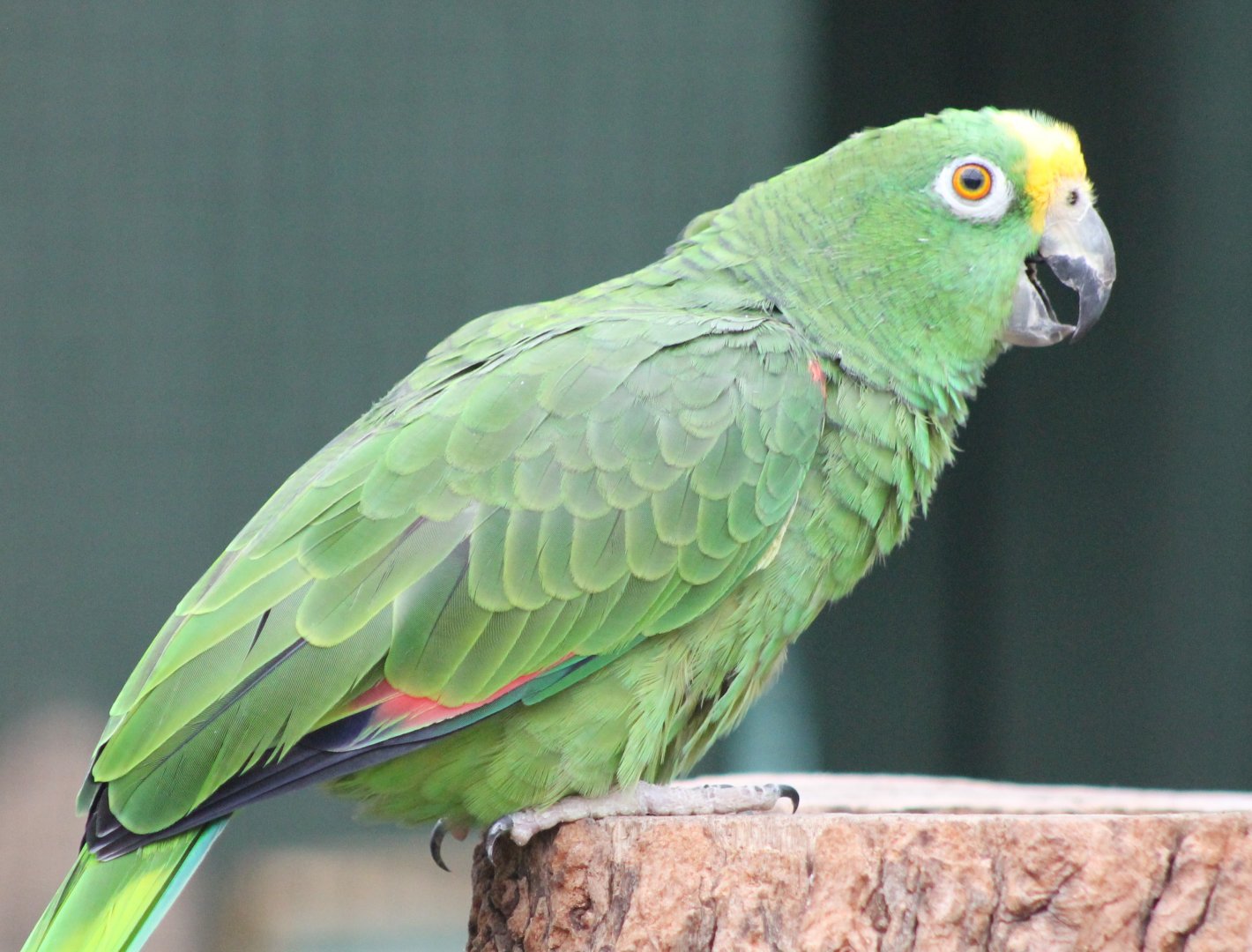 Yellow-fronted amazone