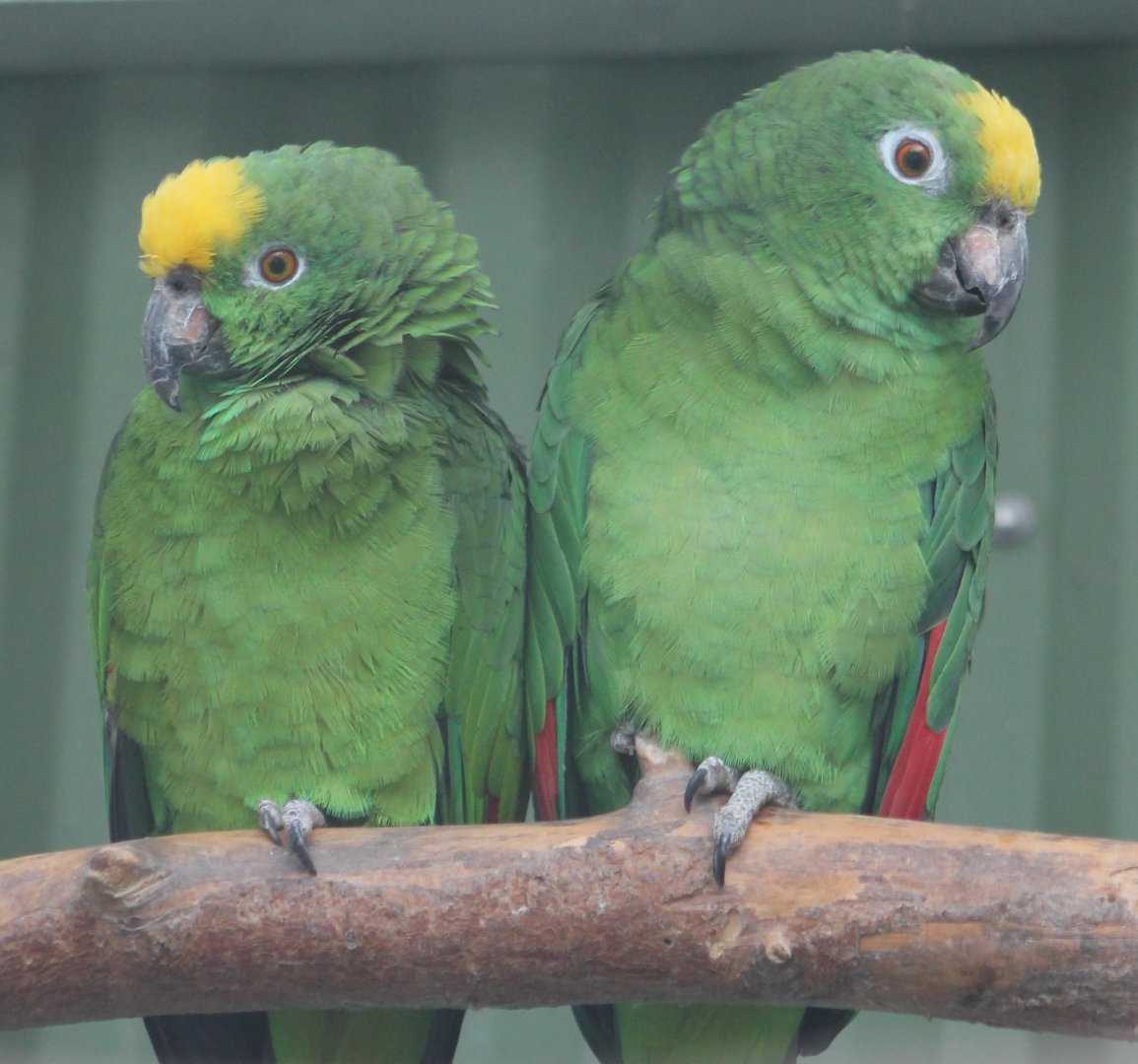 Yellow-fronted amazones