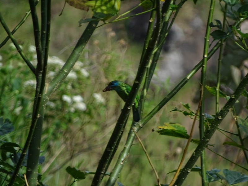 Yellow-Fronted Barbet