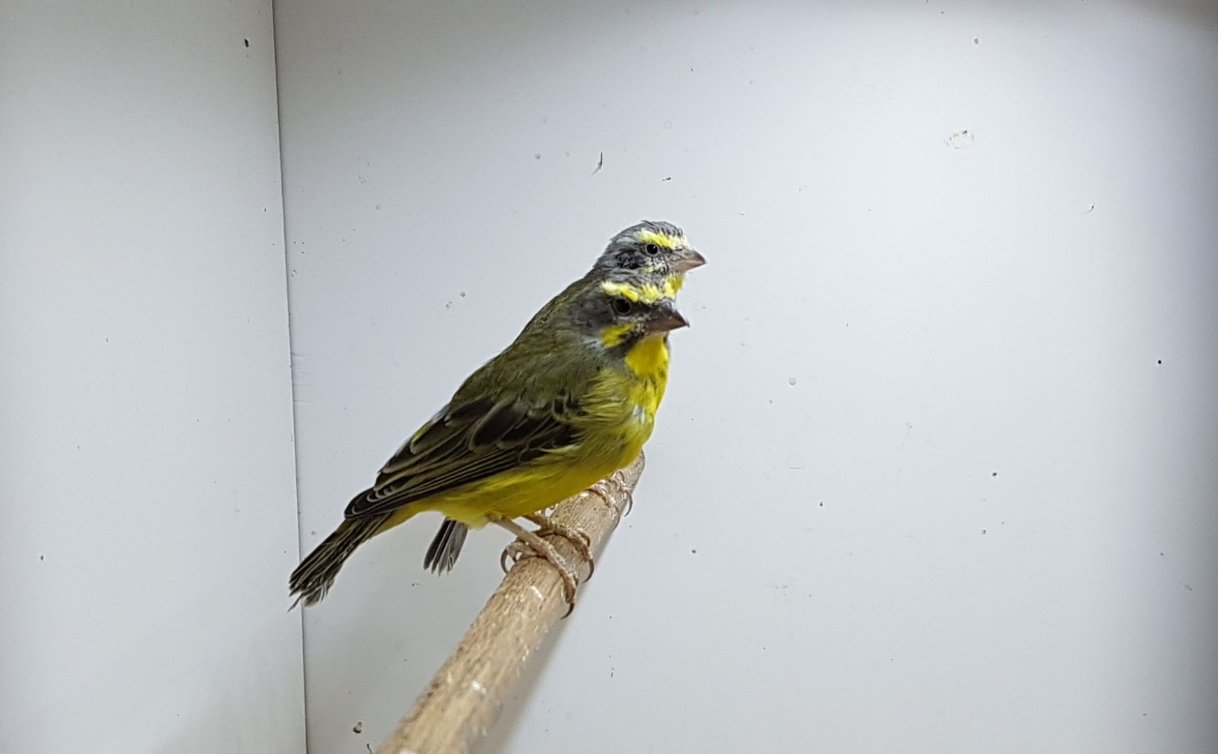 Yellow-fronted canaries
