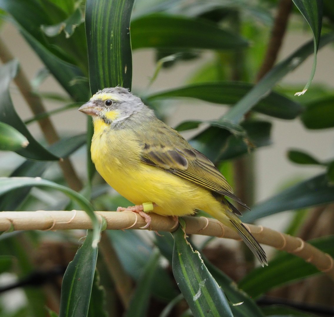 Yellow-fronted canary  (Crithagra mozambica), 2020-06-28