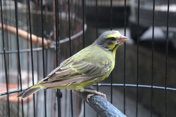 Yellow-fronted canary (Crithagra mozambica mozambica)