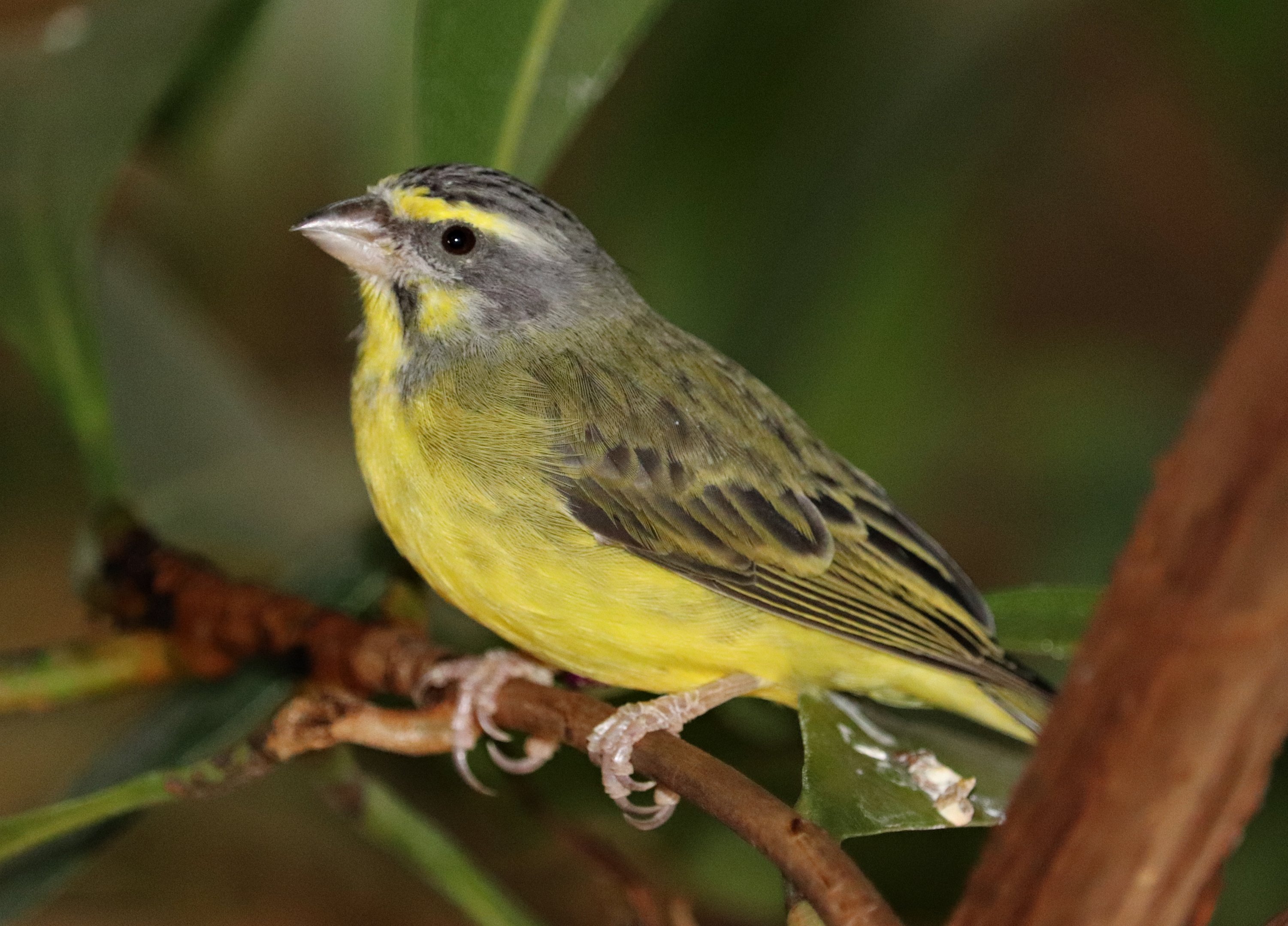 Yellow-fronted canary (Crithagra mozambica)