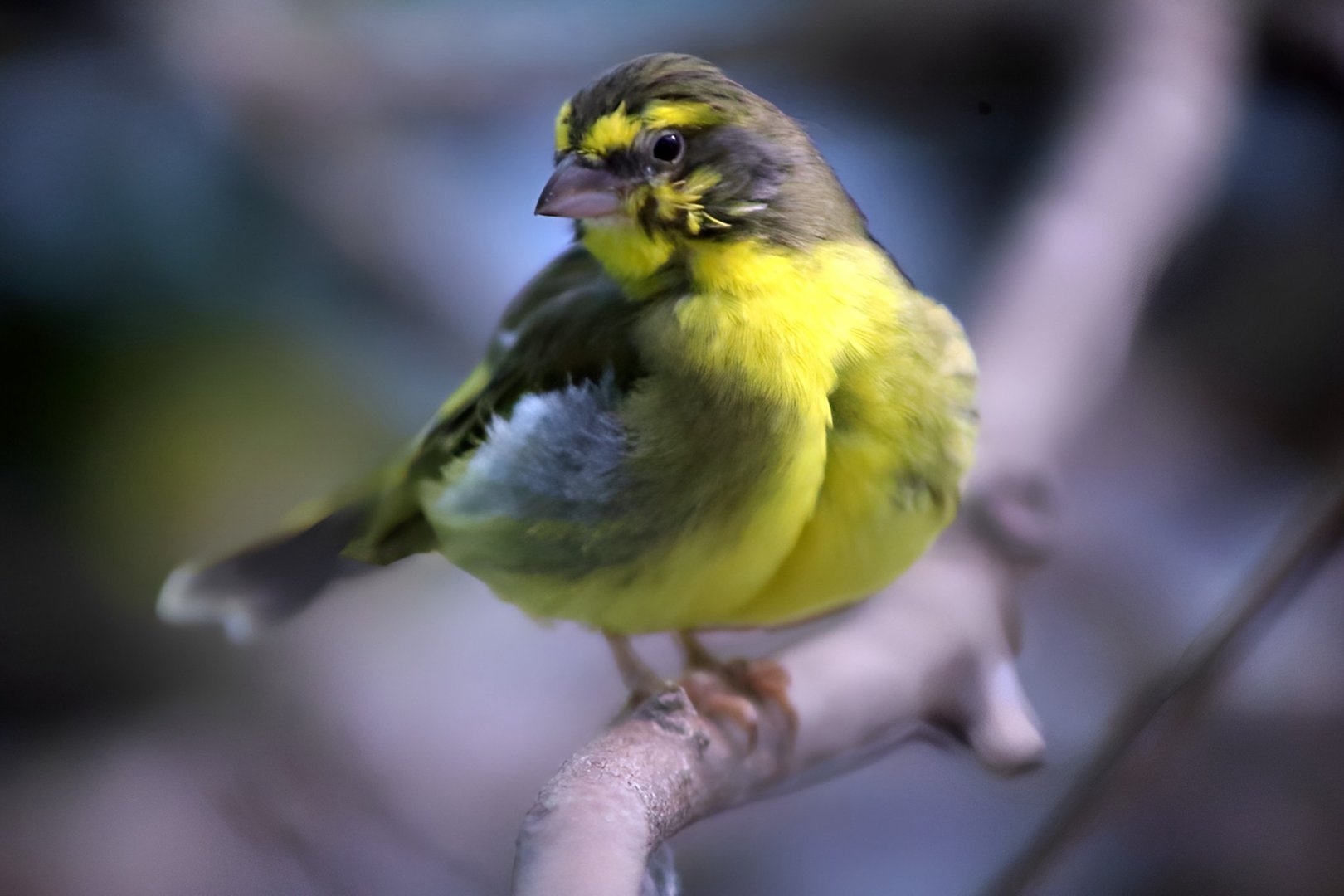 Yellow-fronted Canary (Crithagra mozambica)