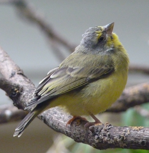 Yellow-fronted canary (Serinus mozambicus)