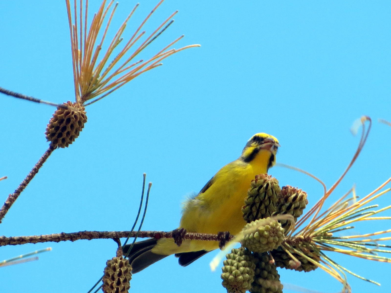 Yellow-fronted Canary