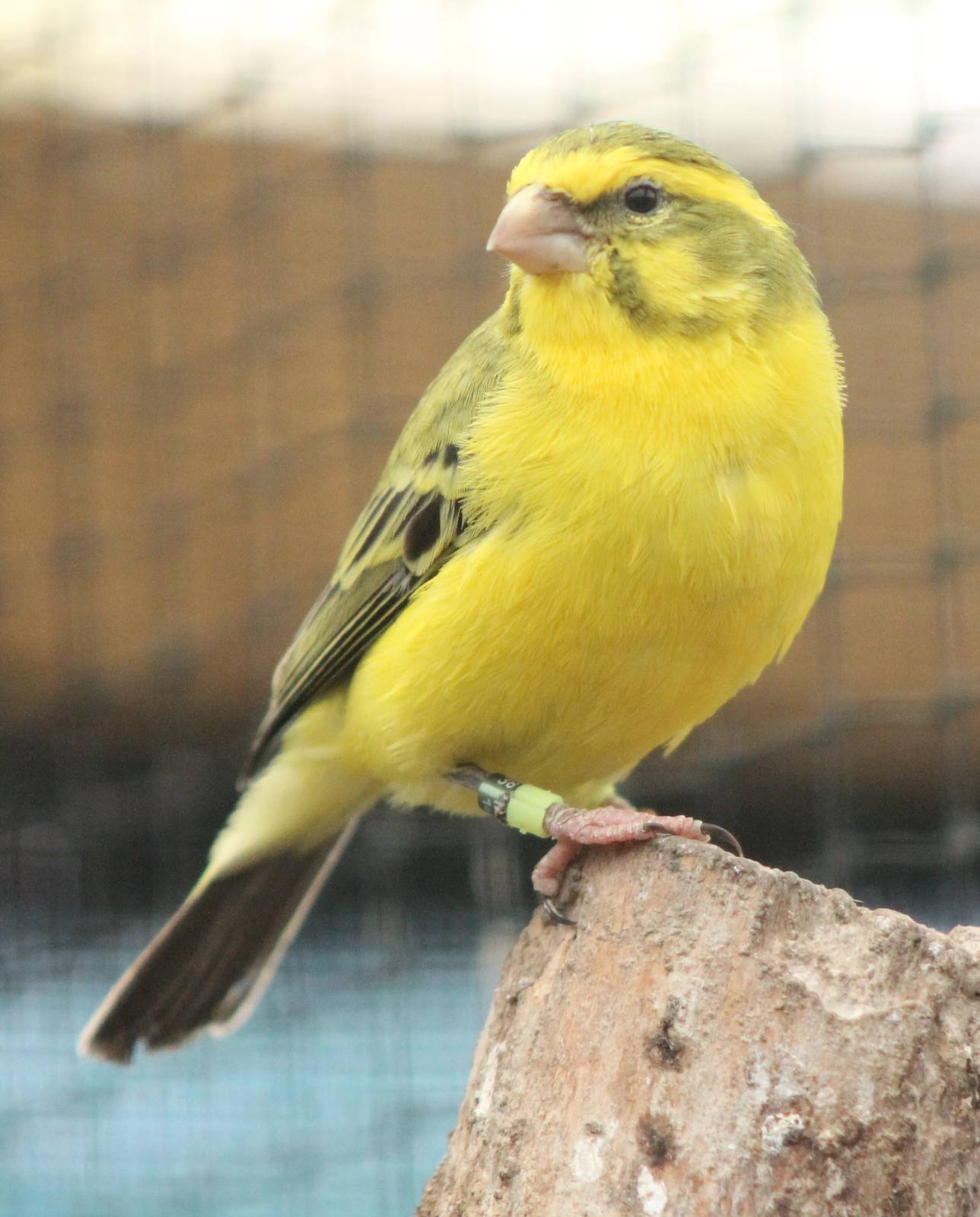 Yellow-fronted canary