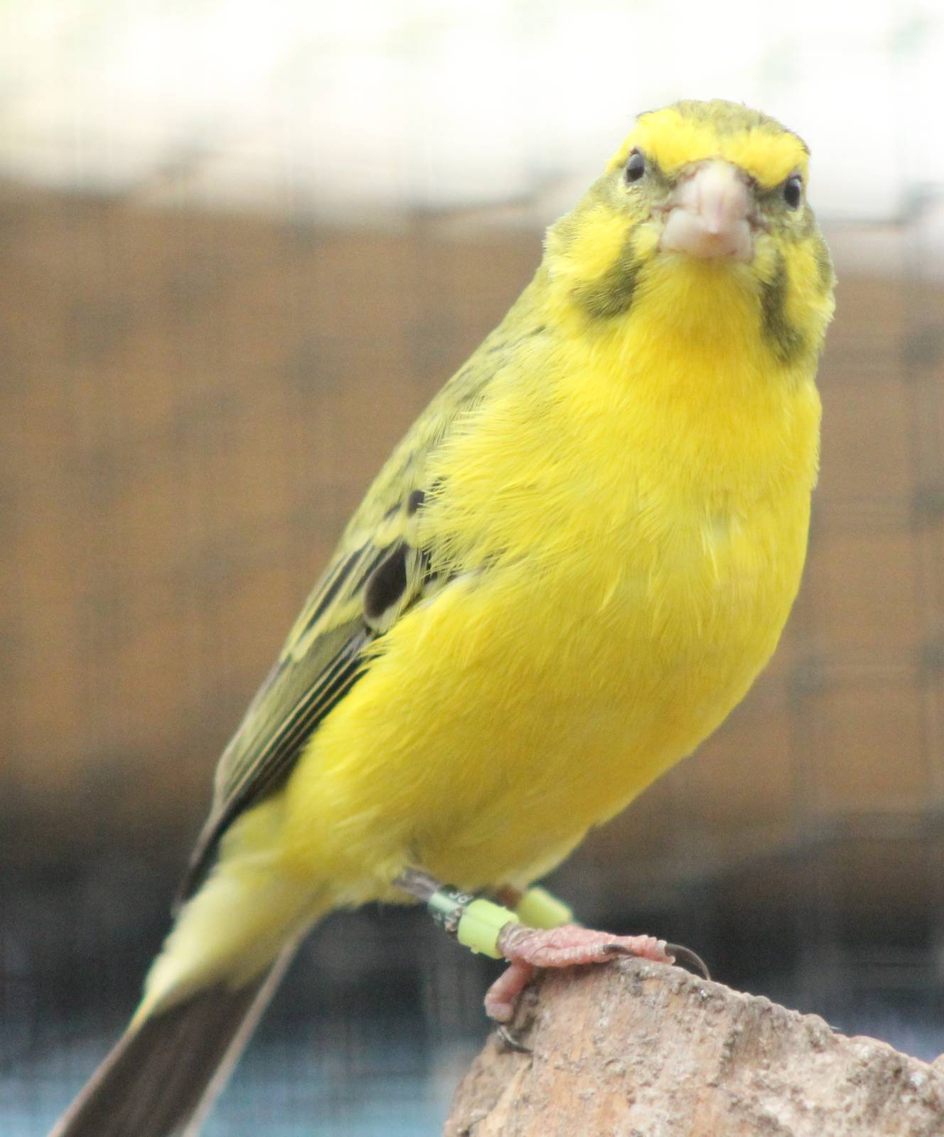 Yellow-fronted canary