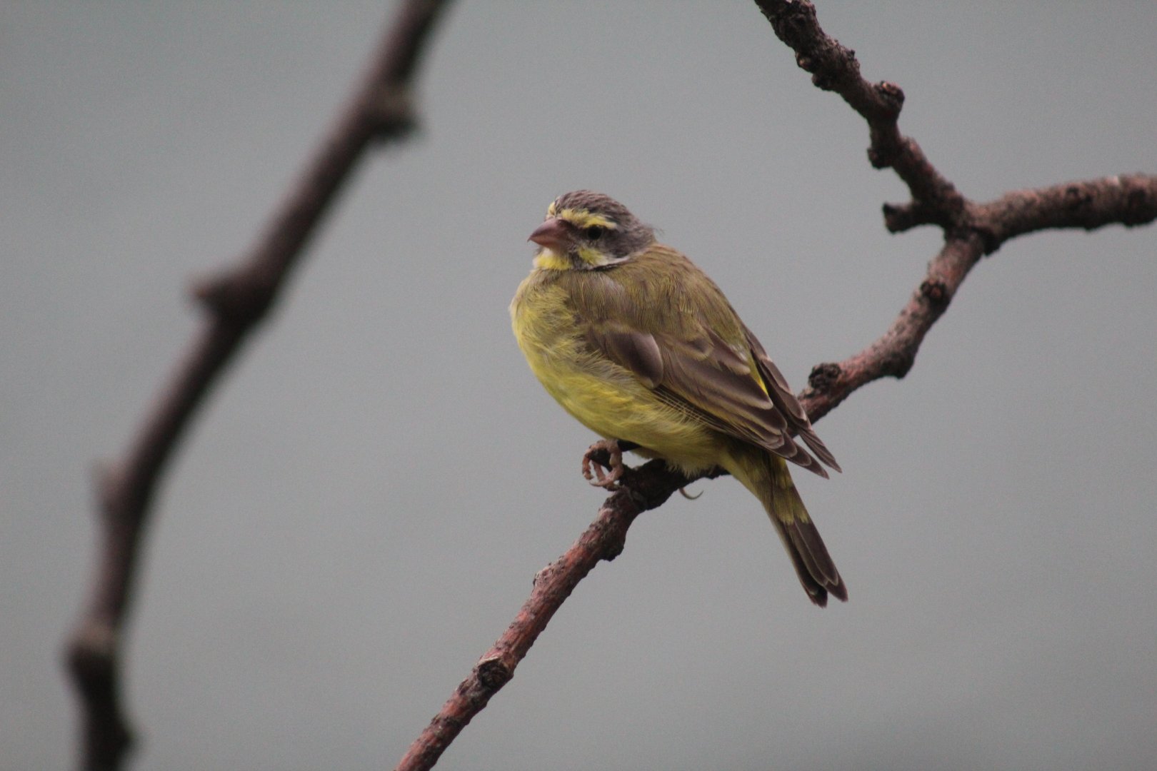 Yellow-Fronted Canary