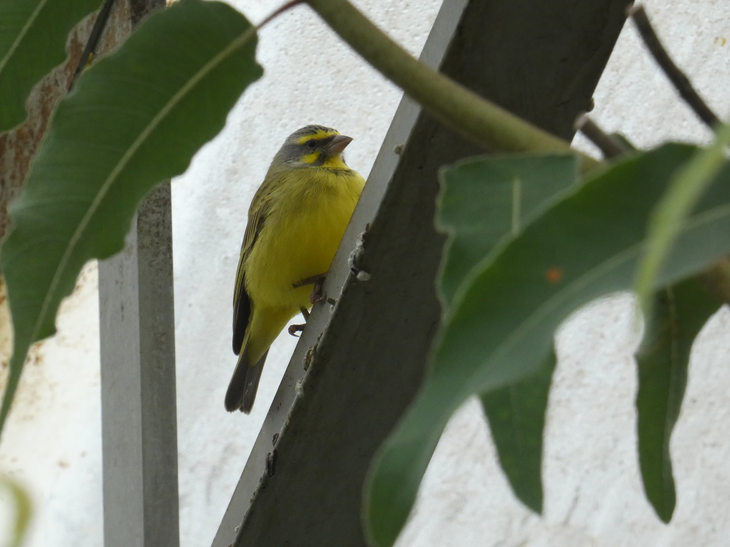 Yellow-fronted canary