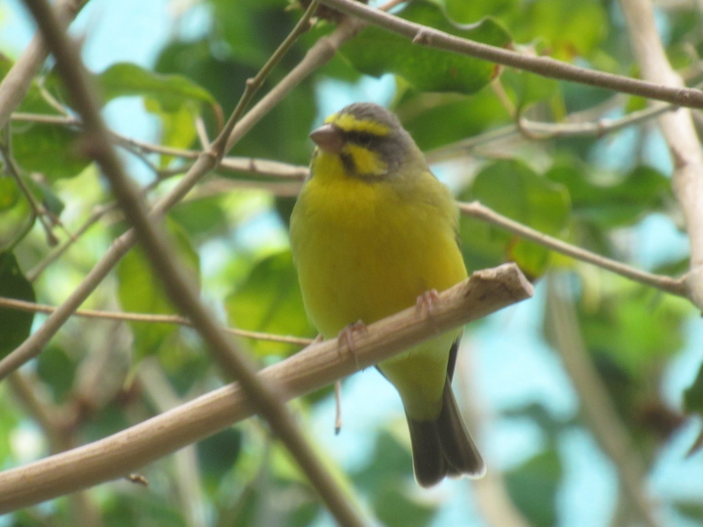 Yellow-fronted Canary