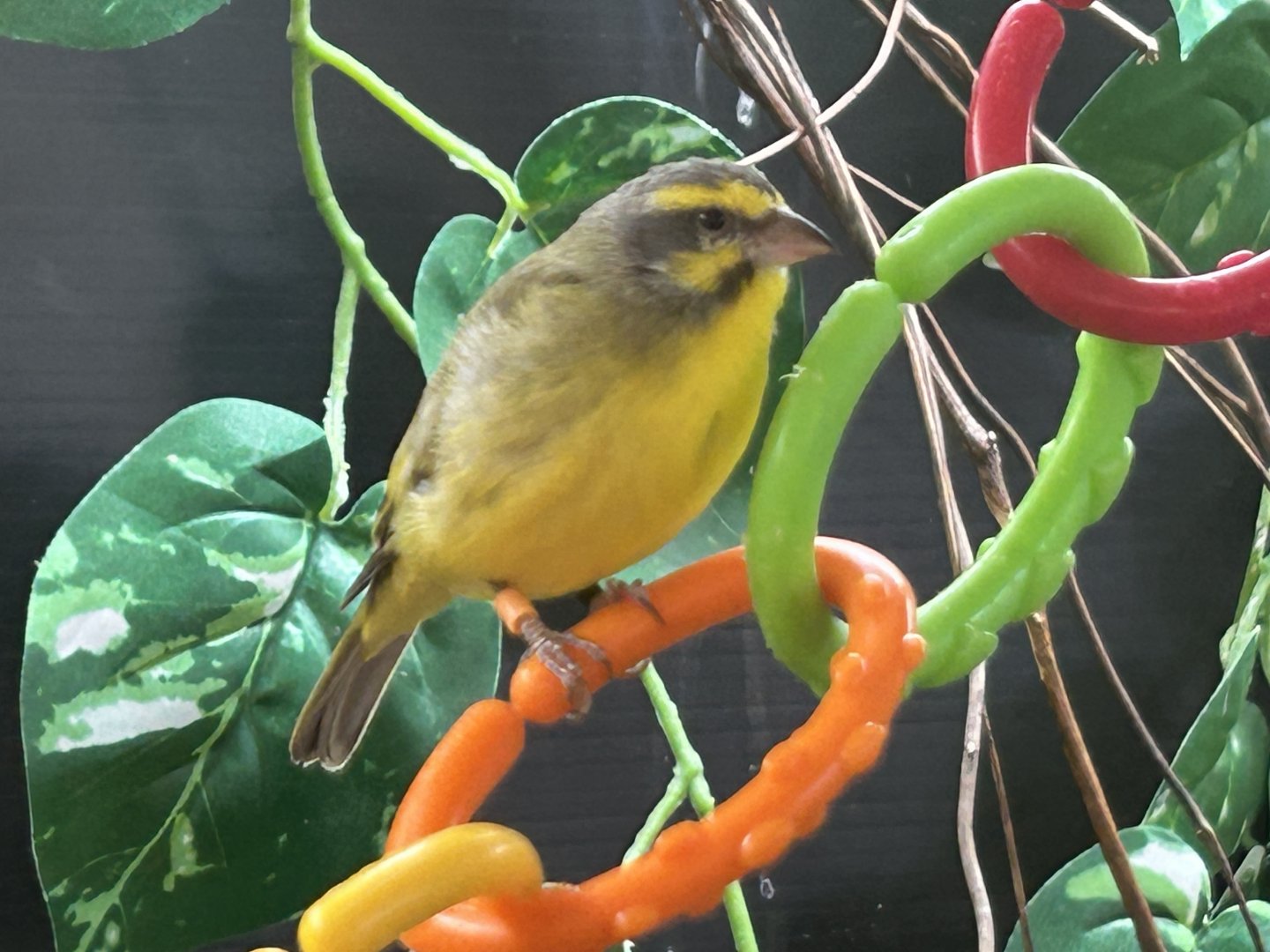 Yellow-fronted Canary