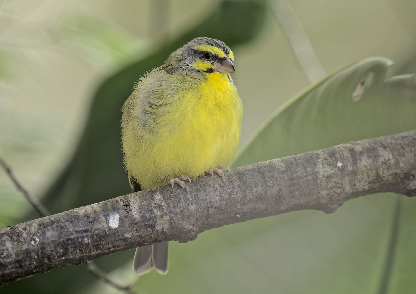 Yellow-fronted canary