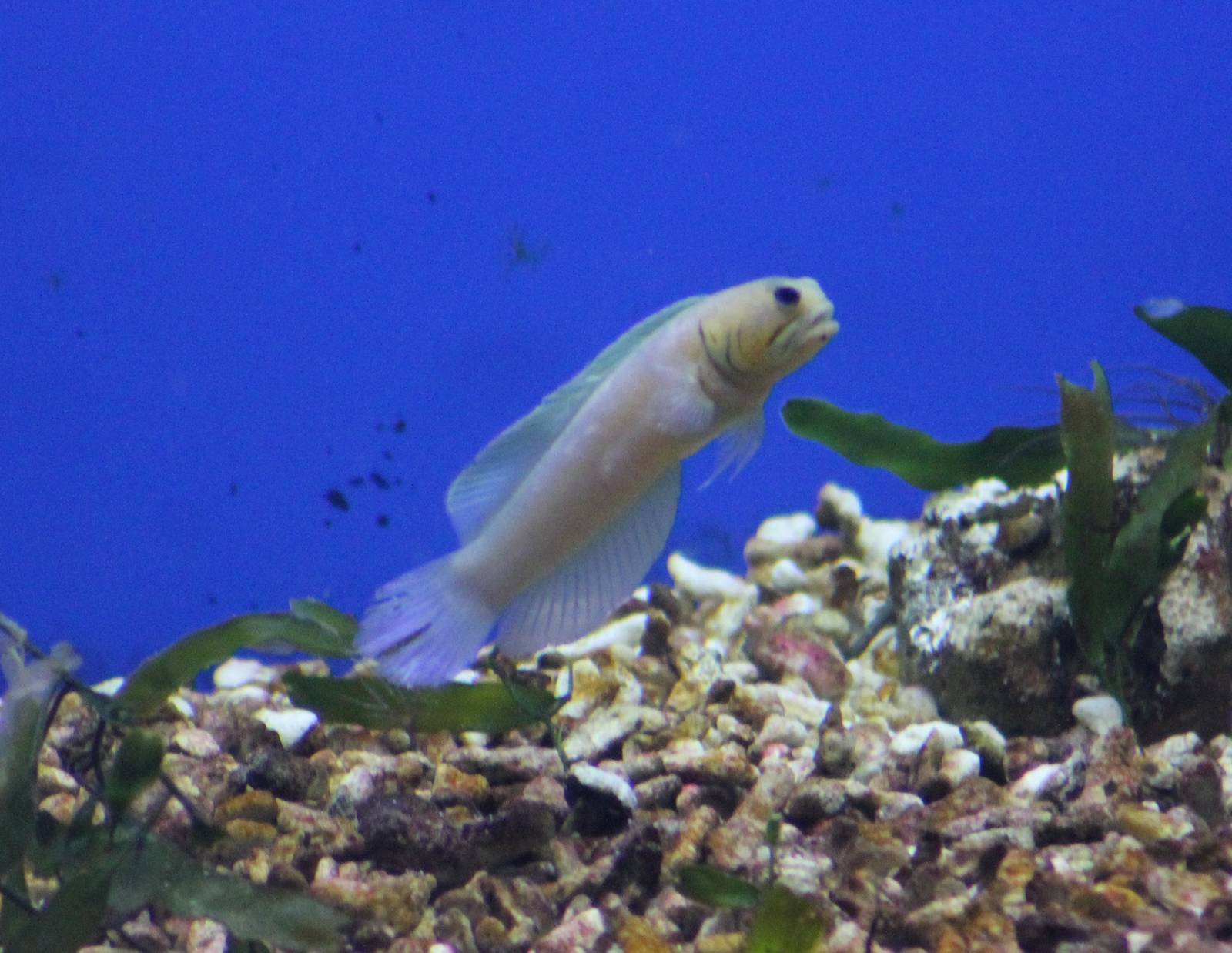 Yellow-fronted jawfish ?