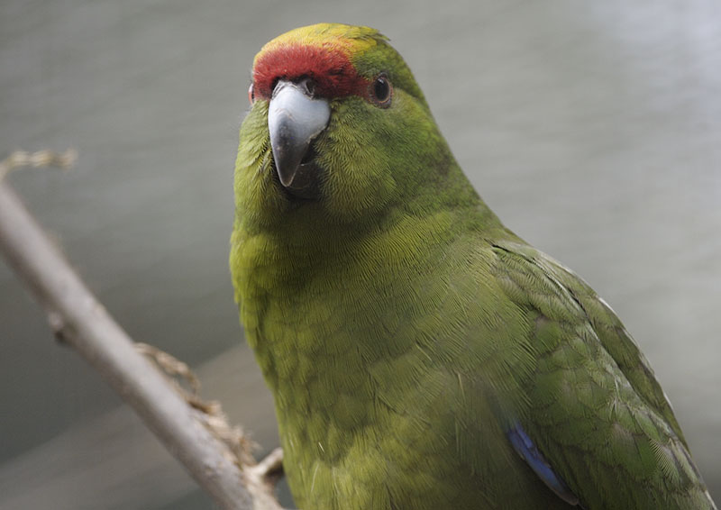 Yellow-fronted kakariki