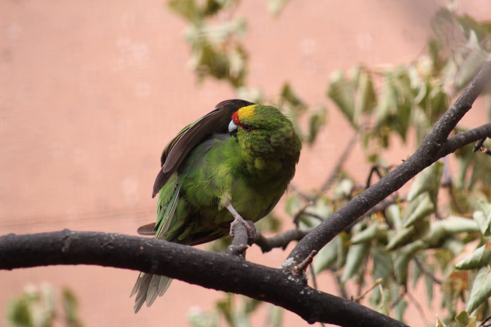 Yellow-Fronted Kākāriki