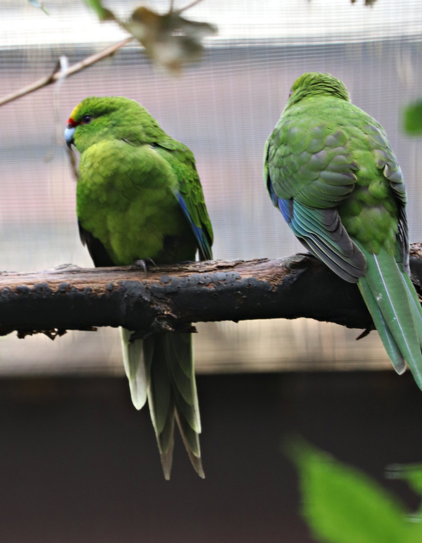 Yellow-fronted parakeet (Cyanoramphus auriceps) - "Blick hinter die Kulissen"