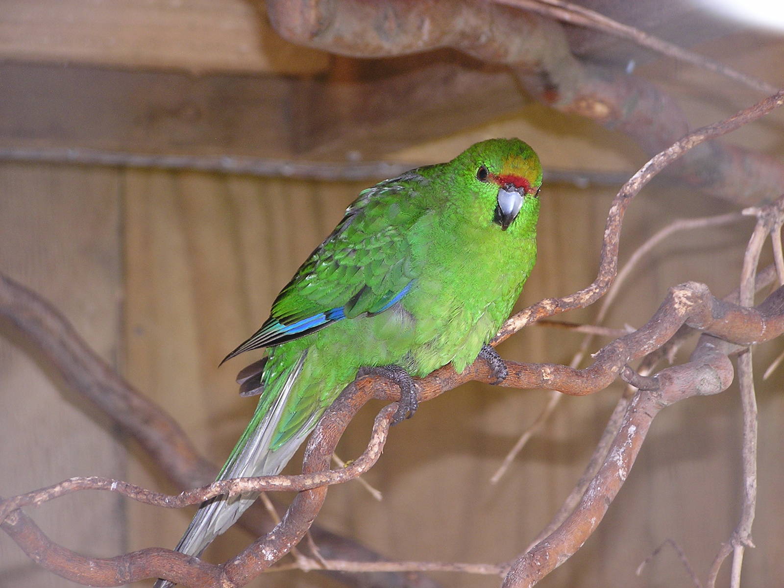 Yellow-fronted parakeet/ Cyanoramphus auriceps