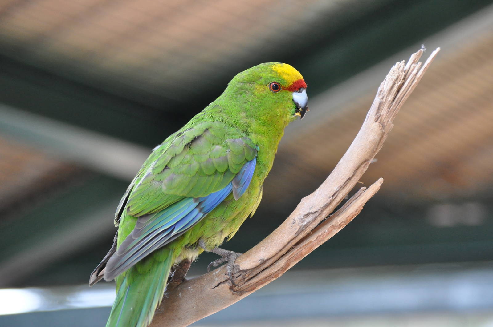 Yellow-fronted parakeet/ Cyanoramphus auriceps
