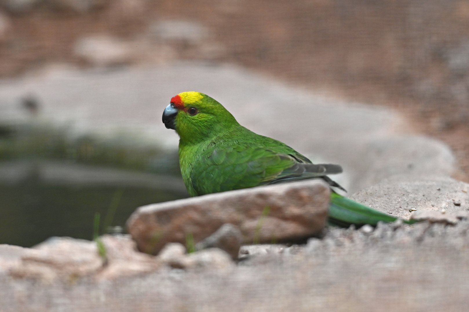 Yellow-fronted Parakeet Cyanoramphus auriceps