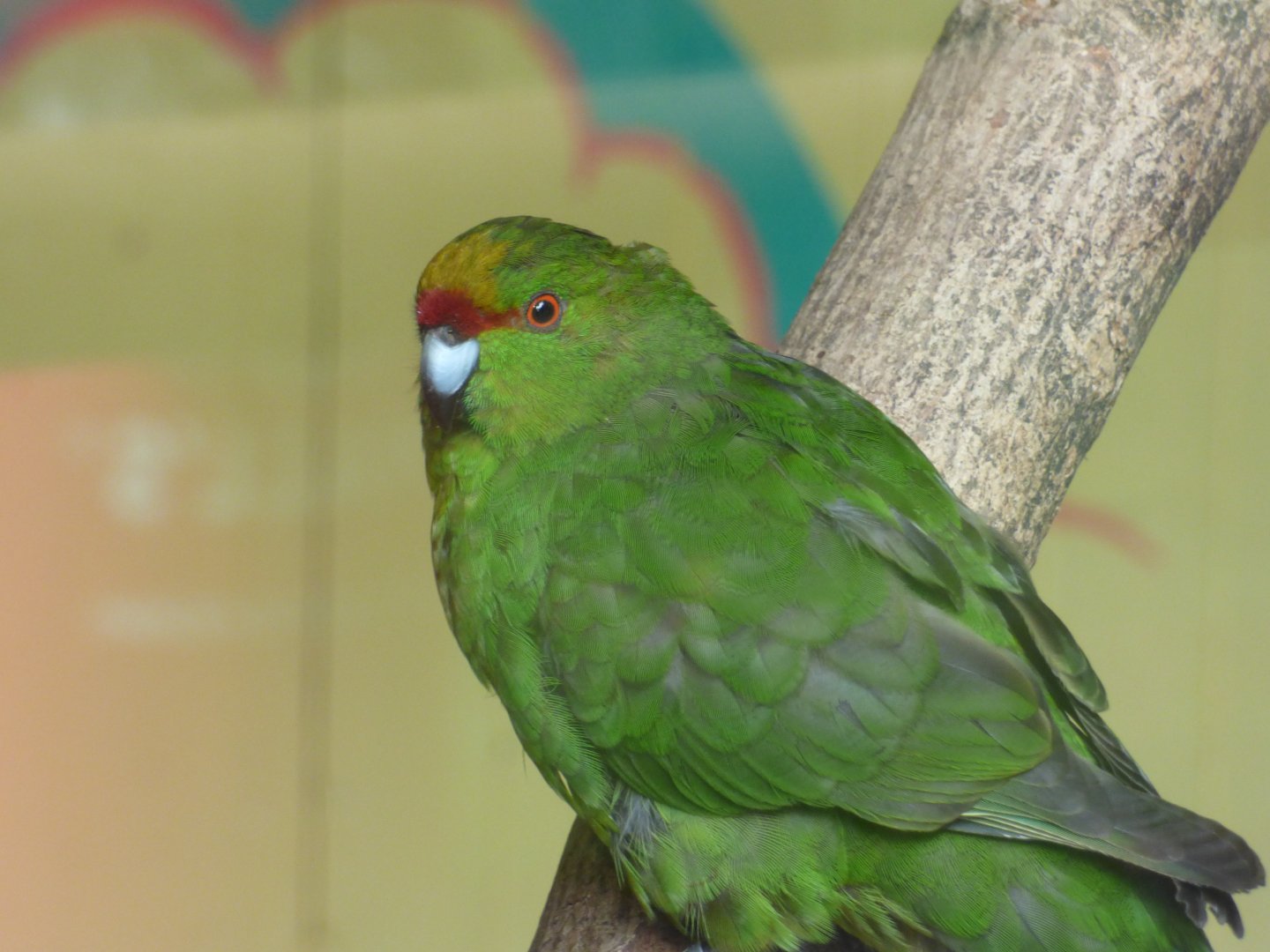 Yellow-fronted Parakeet/Kakariki