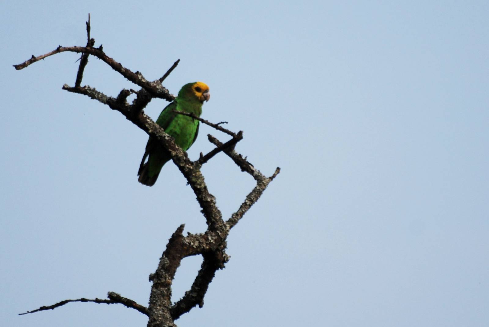 Yellow-fronted Parrot at Bishangari Lodge, 14/10/14